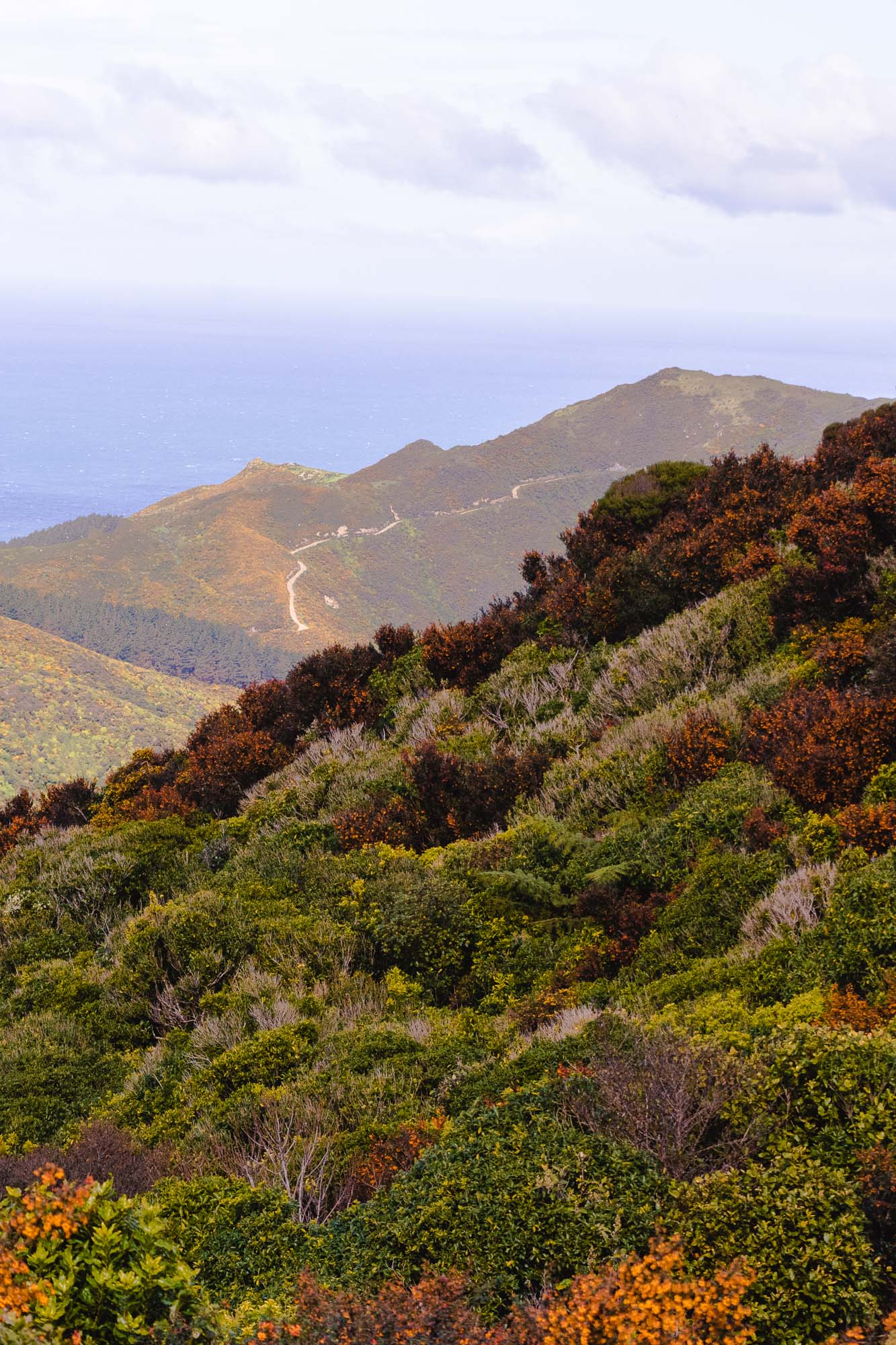 Best Day trip From Wellington