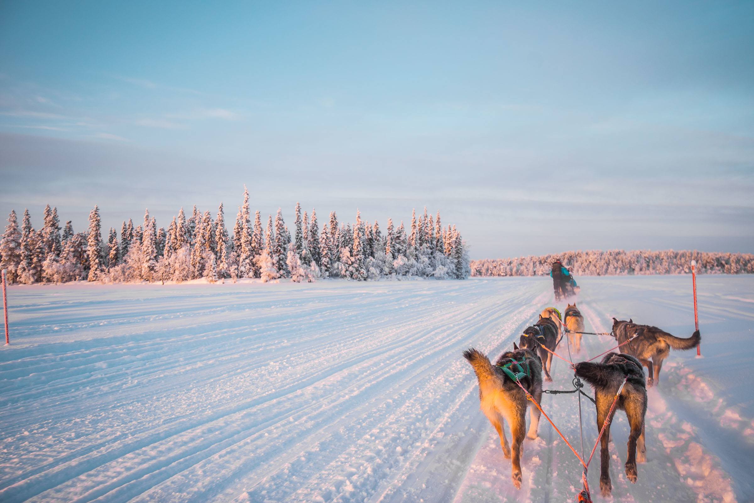 Husky Sledding Torassieppi, Finland 4833 Husky Sledding Torassieppi, Lapland, Finland