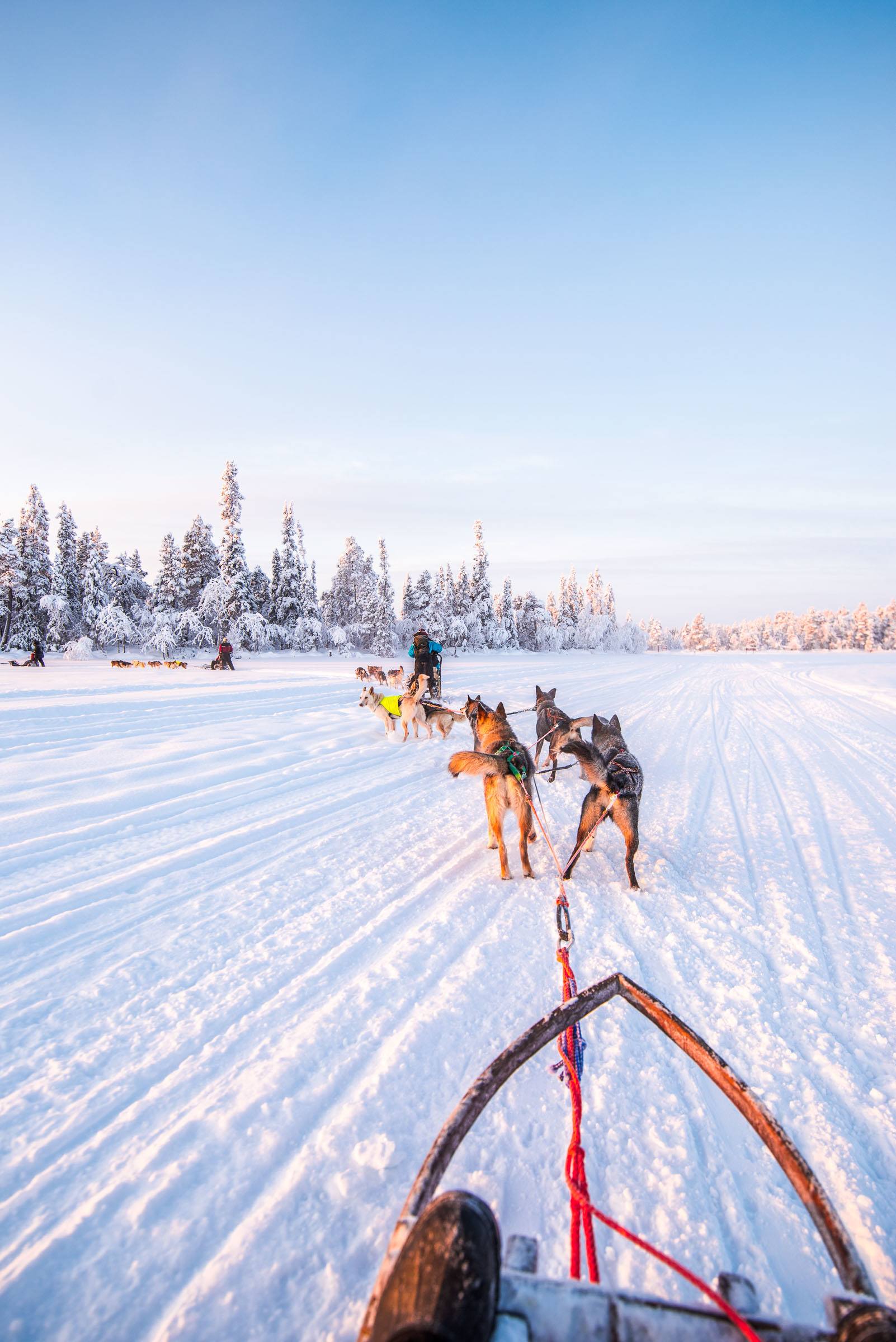 Husky Sledding Torassieppi, Finland 4841 Husky Sledding Torassieppi, Lapland, Finland