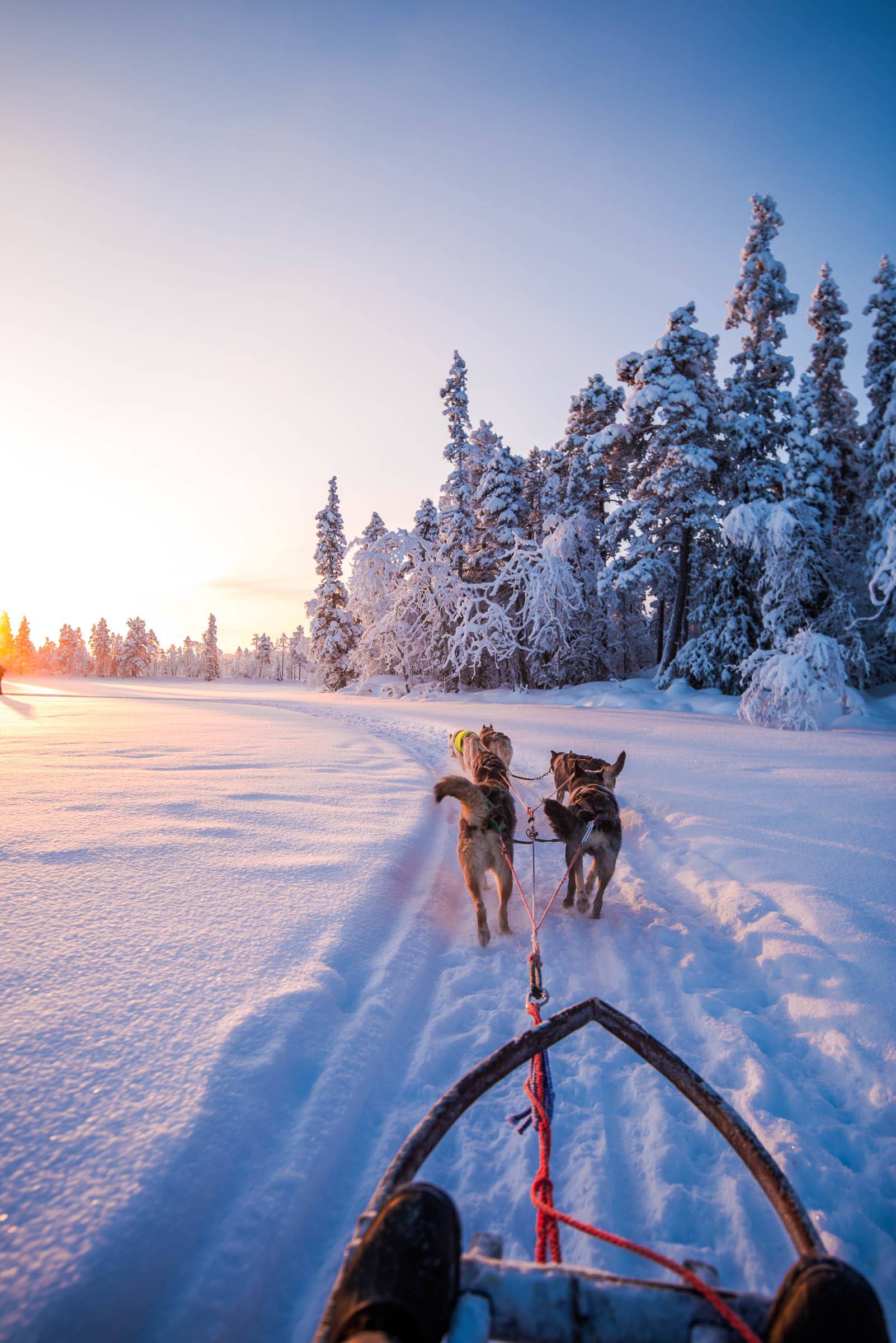 Husky Sledding Torassieppi, Finland 4845 Husky Sledding Torassieppi, Lapland, Finland