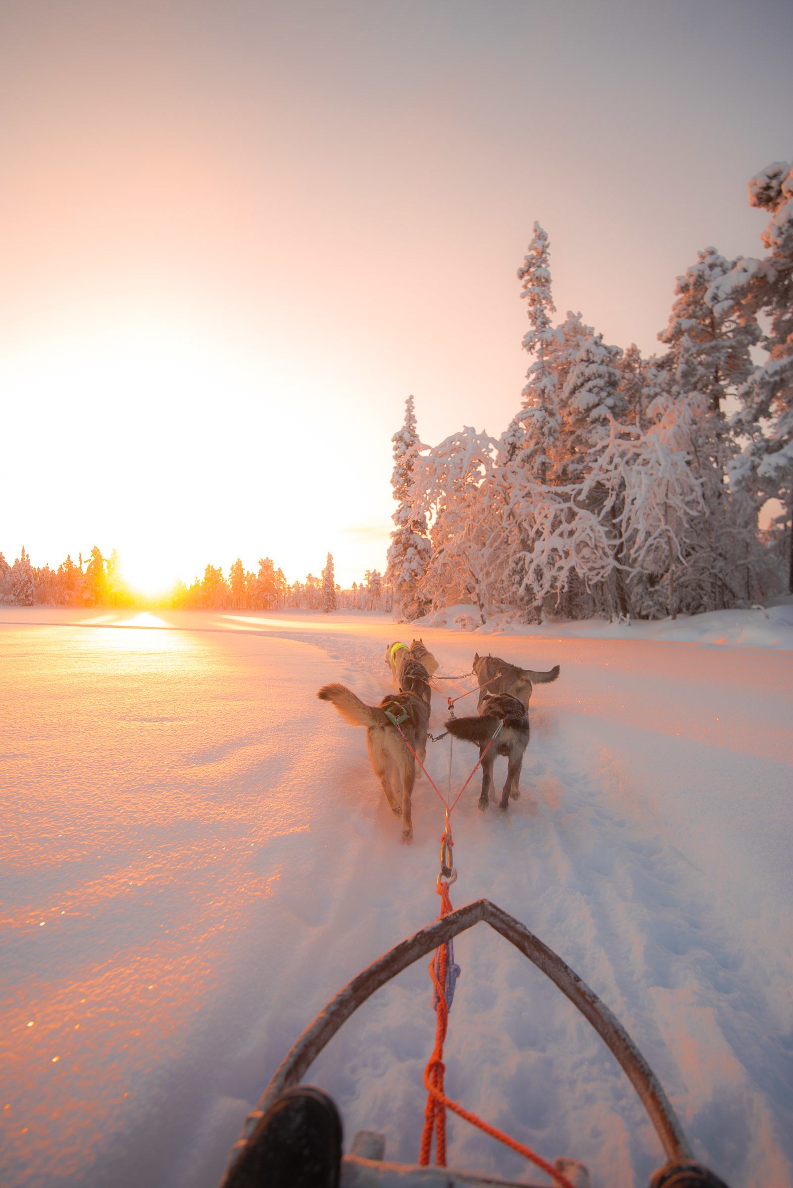 Husky Sledding Torassieppi, Finland 4847 Husky Sledding Torassieppi, Lapland, Finland