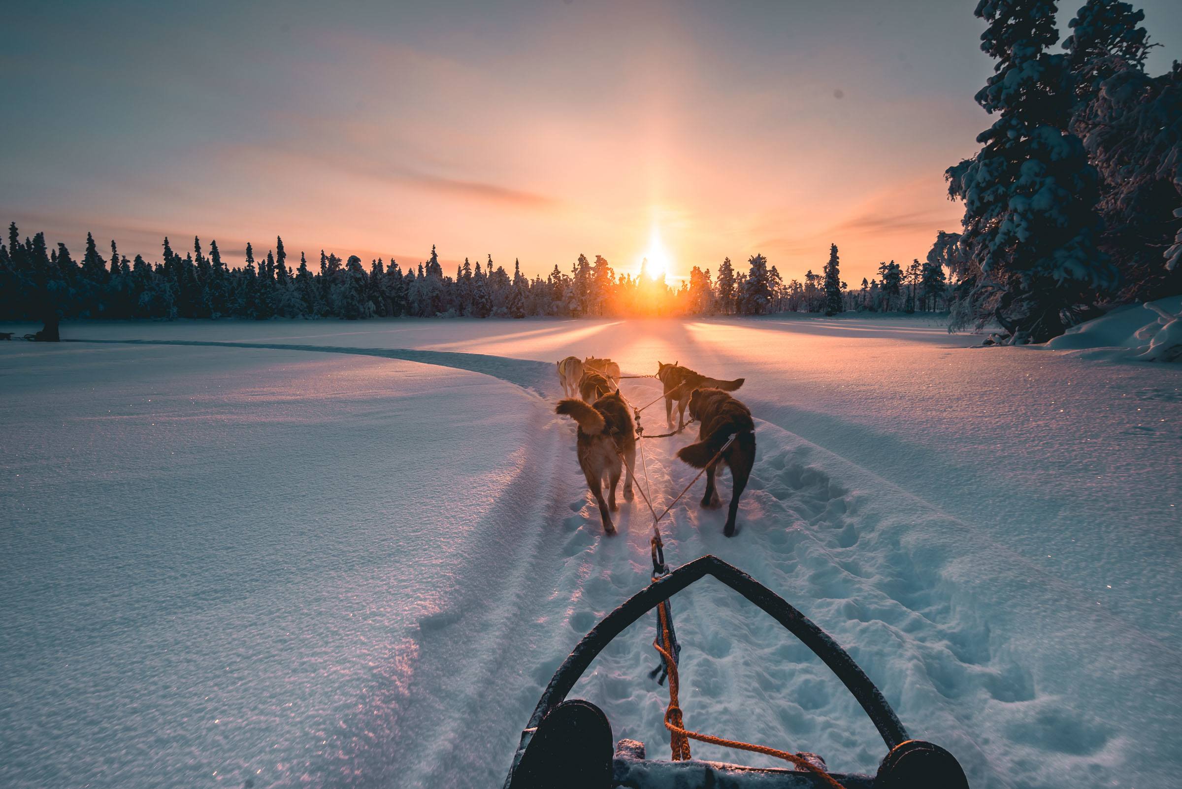 Husky Sledding Torassieppi, Finland 4848