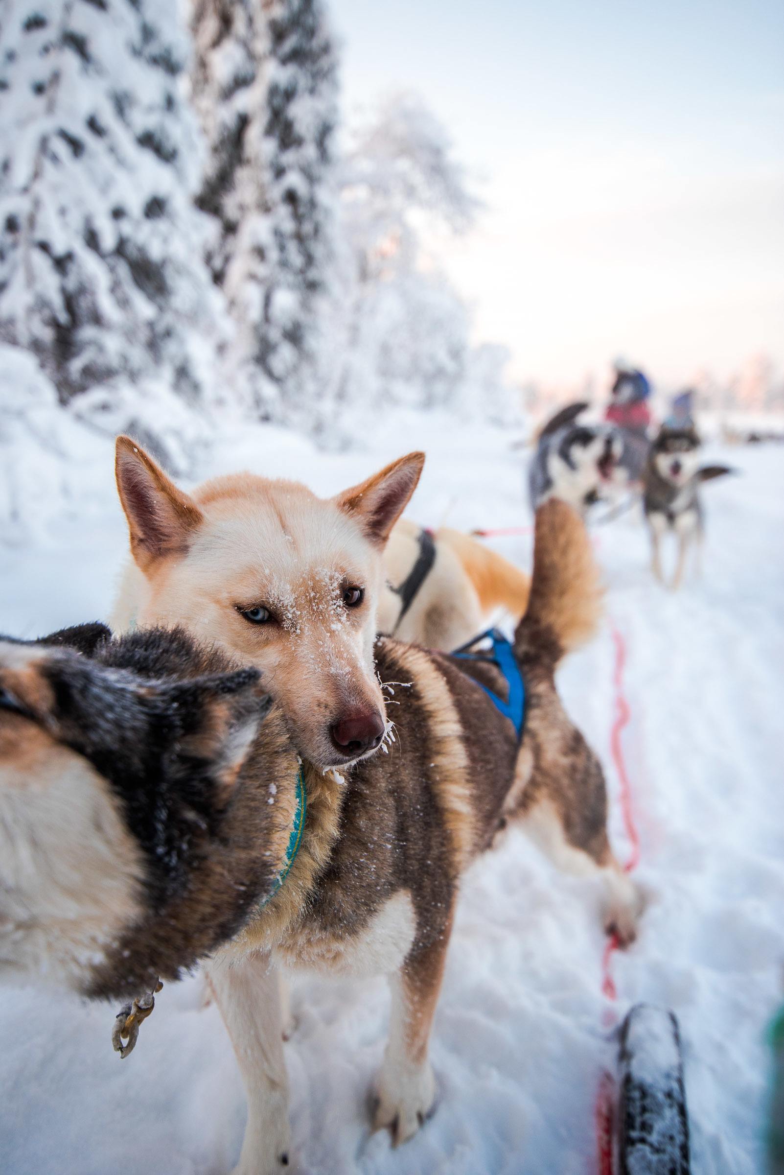 Husky Sledding Torassieppi, Finland 4870 Husky Sledding Torassieppi, Lapland, Finland