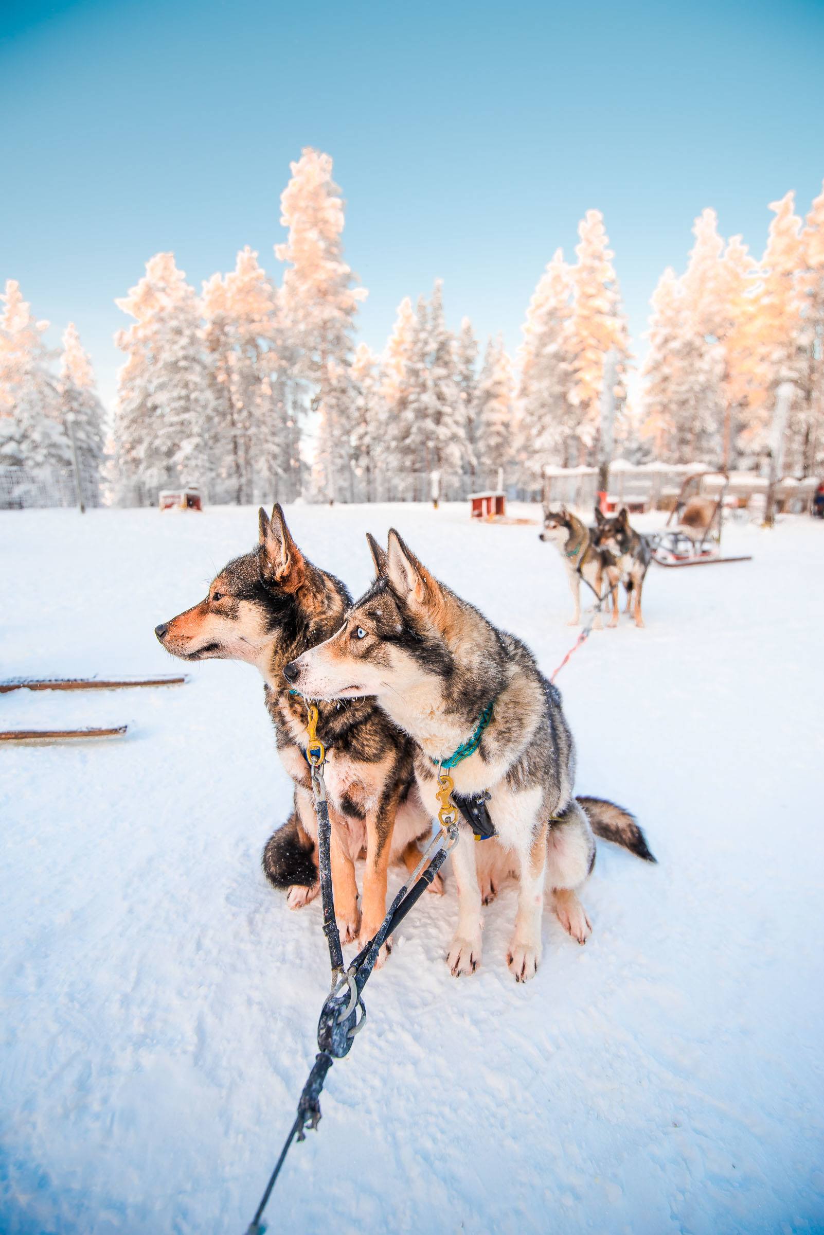 Husky Sledding Torassieppi, Finland 4921