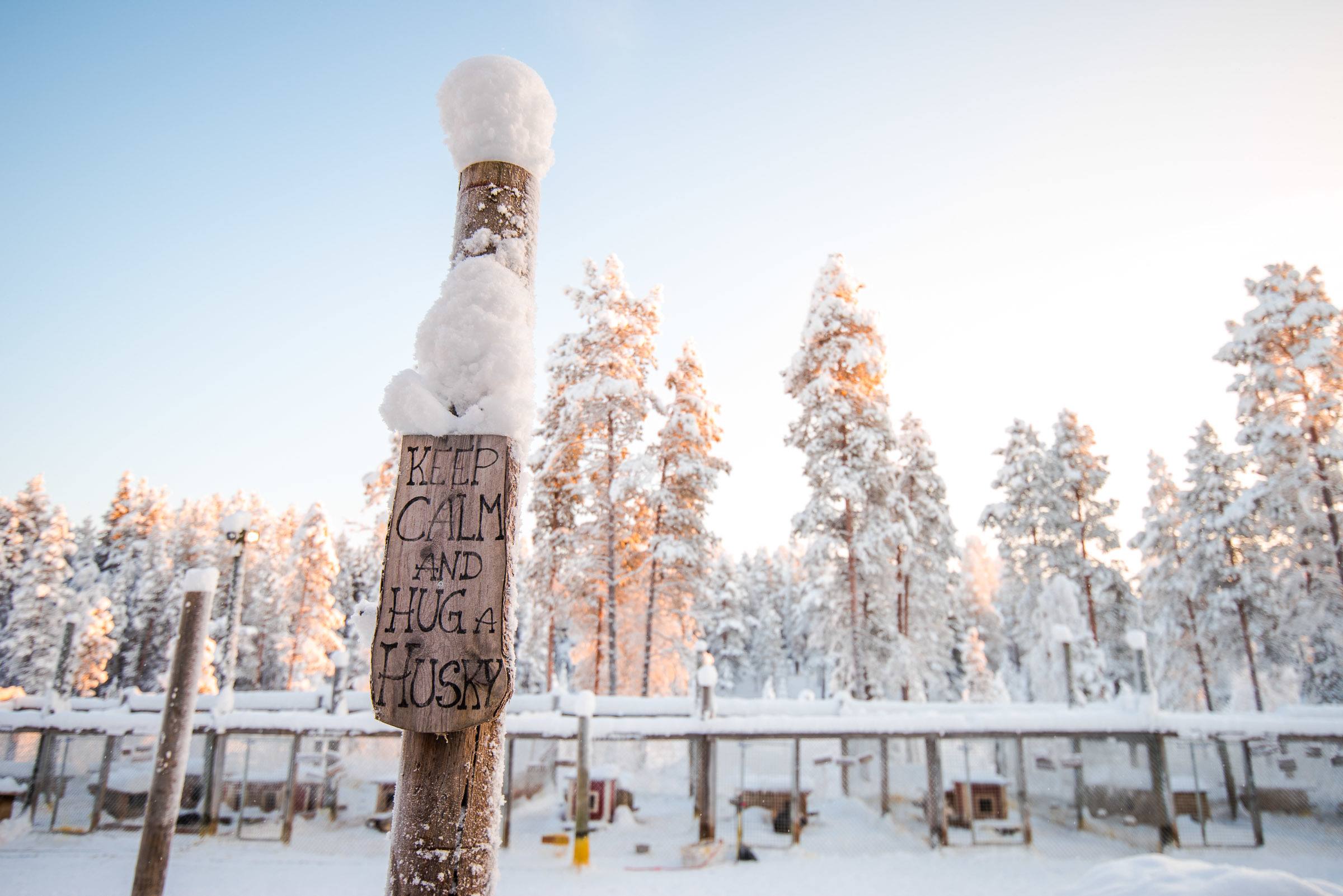 Husky Sledding Torassieppi, Finland 4924 Husky Sledding Torassieppi, Lapland, Finland