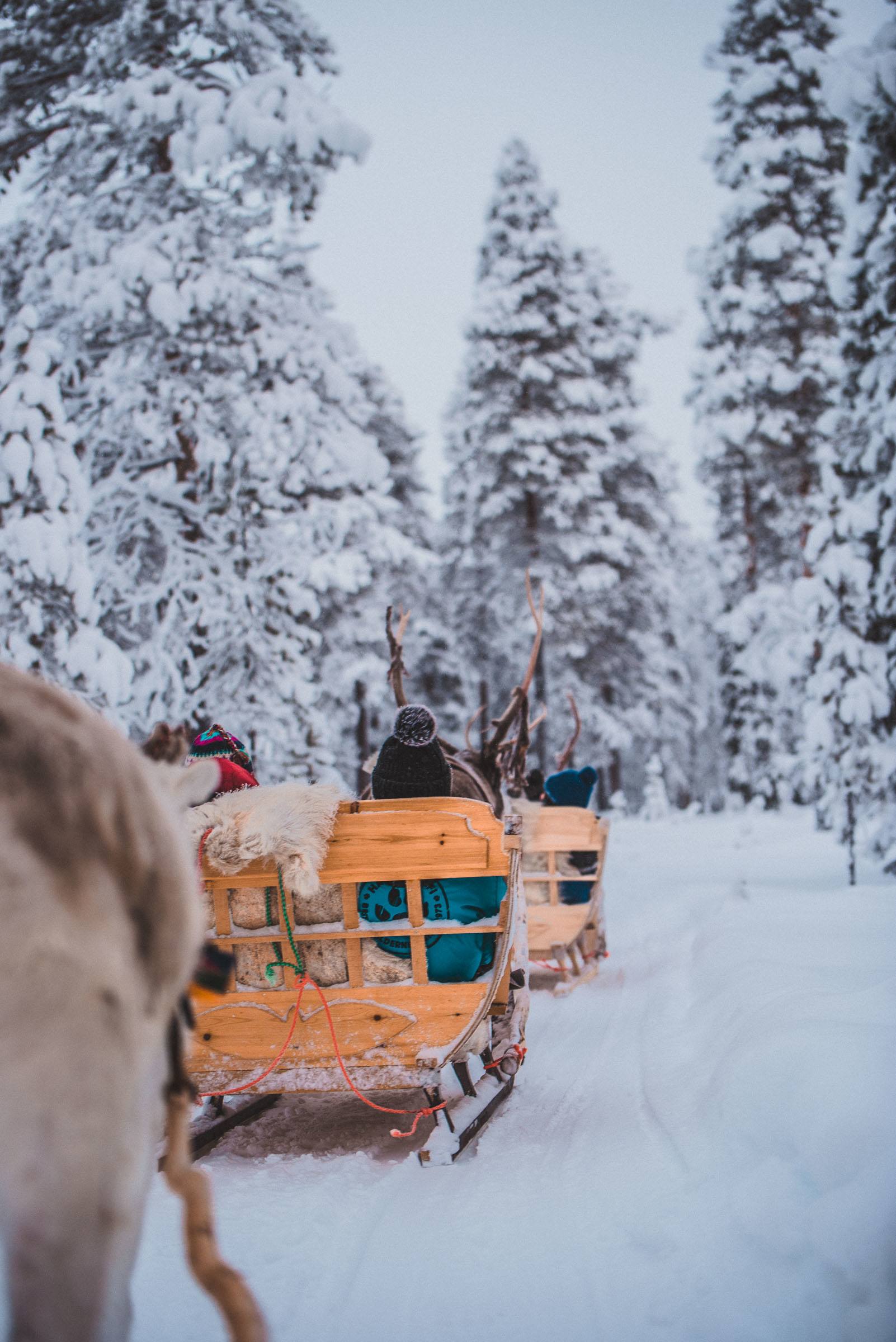 Torassieppi Reindeer Sleigh Ride Finland 4550 Lapland Reindeer Sleigh Ride