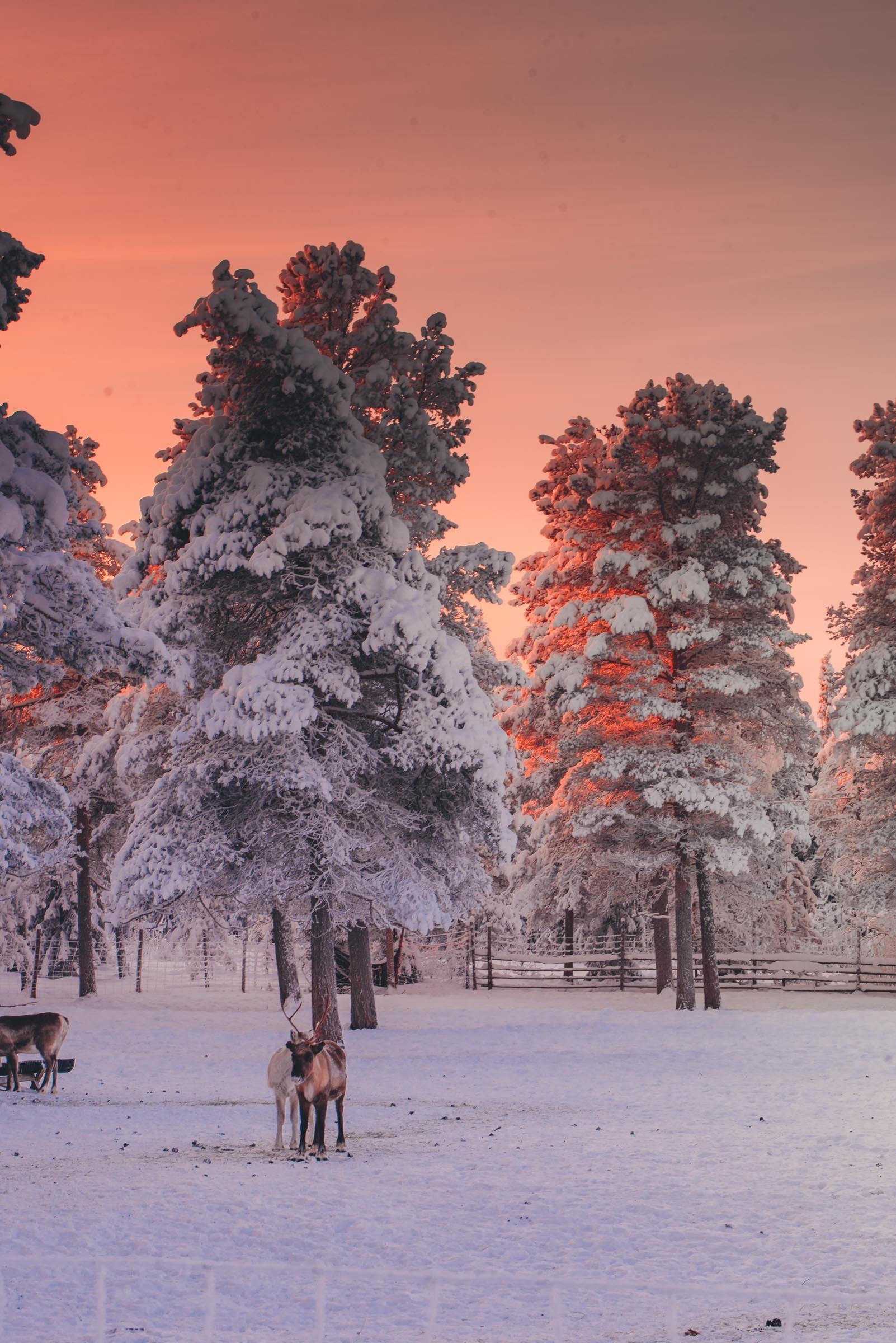 Torassieppi Reindeer Sleigh Ride Finland 4619 Lapland Reindeer Sleigh Ride