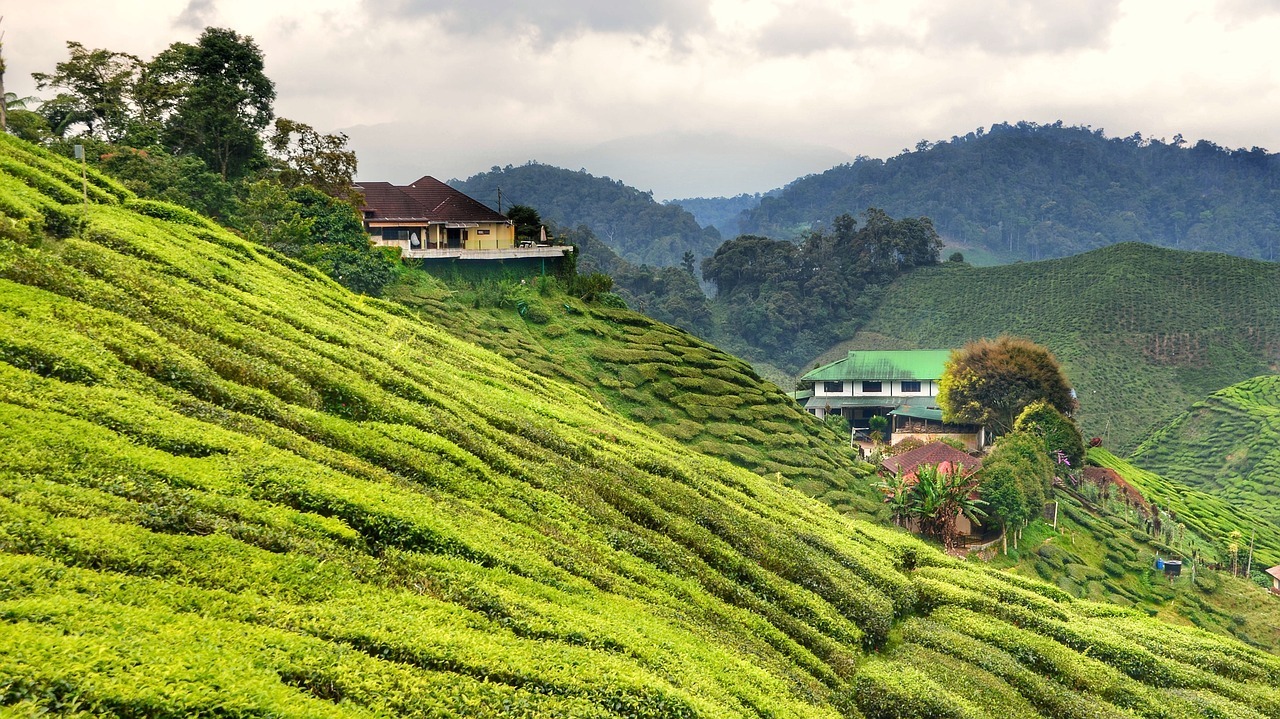Cameron Highlands, Malaysia Itinerary Cameron Highlands, Malaysia Itinerary