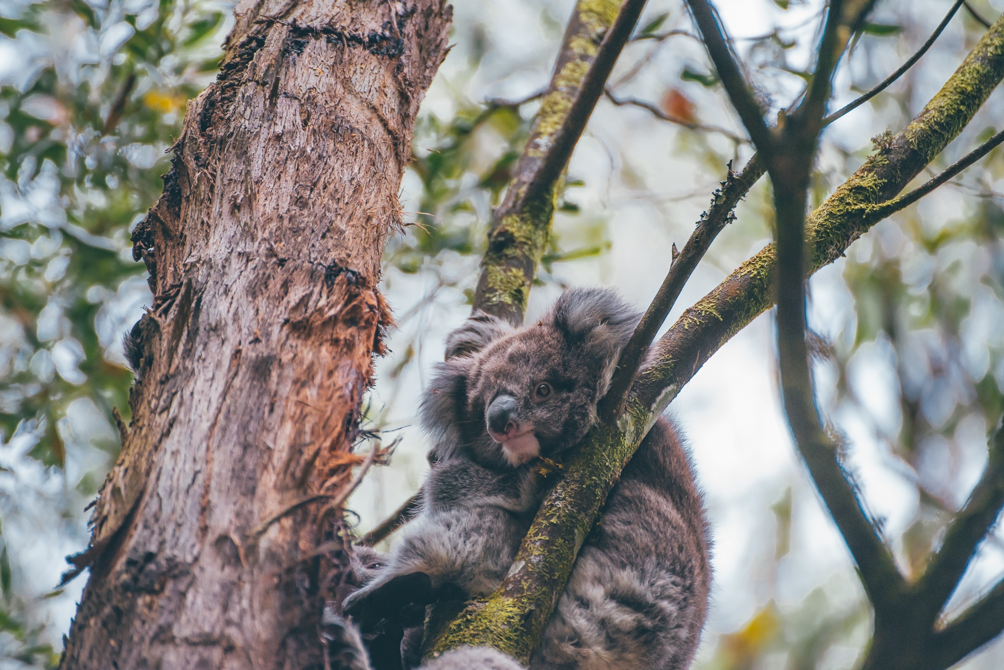 Koala - Healesville Sanctuary: Day Trips from Melbourne