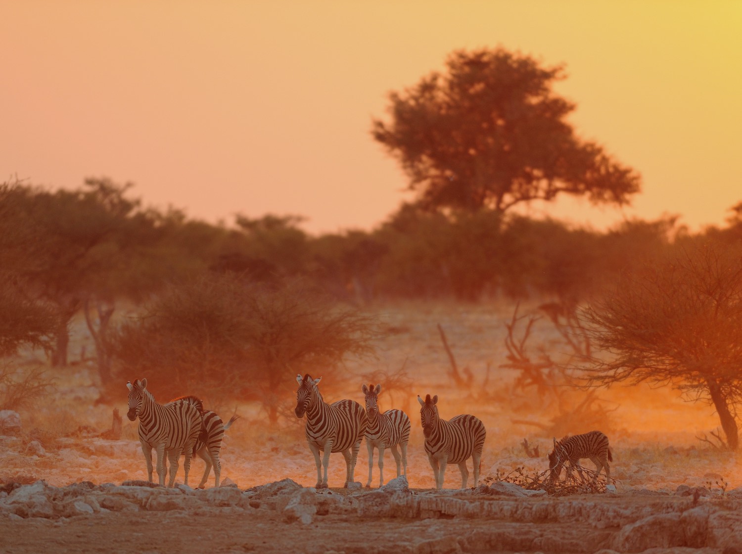 Safari - Facts About Africa