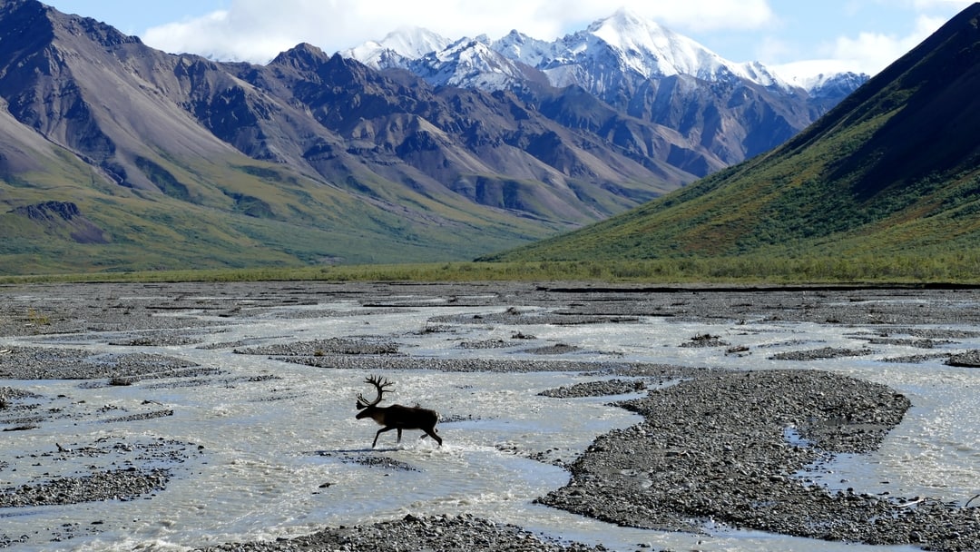 Moose crossing a river