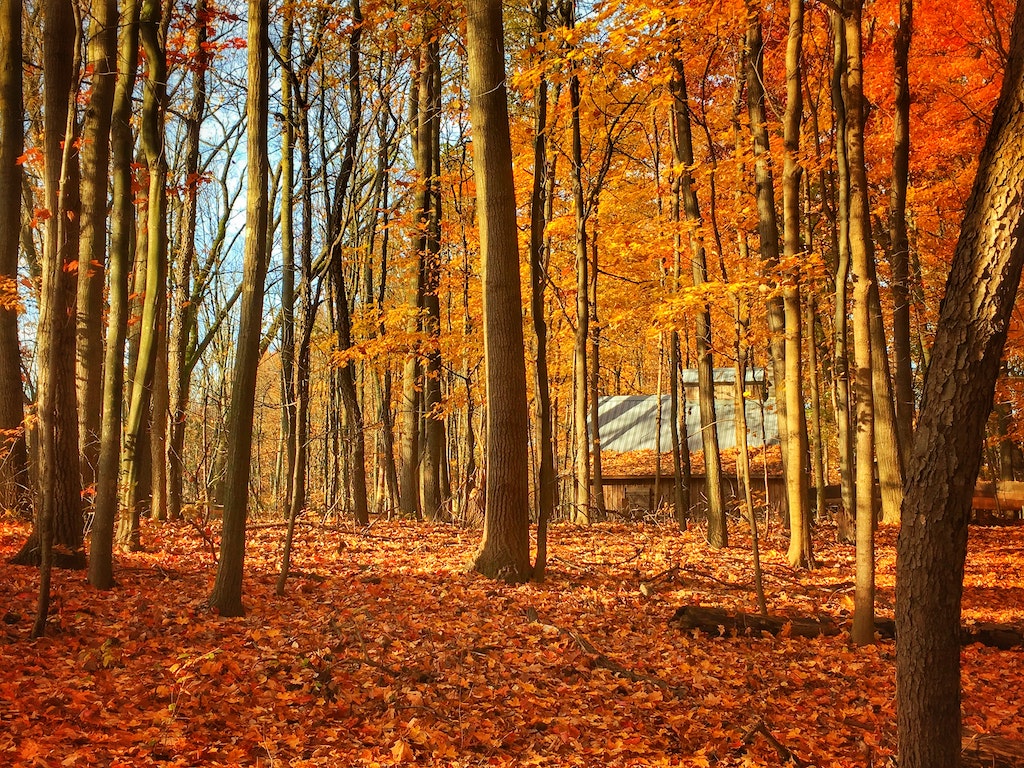Grand Rapids, Michigan in Fall