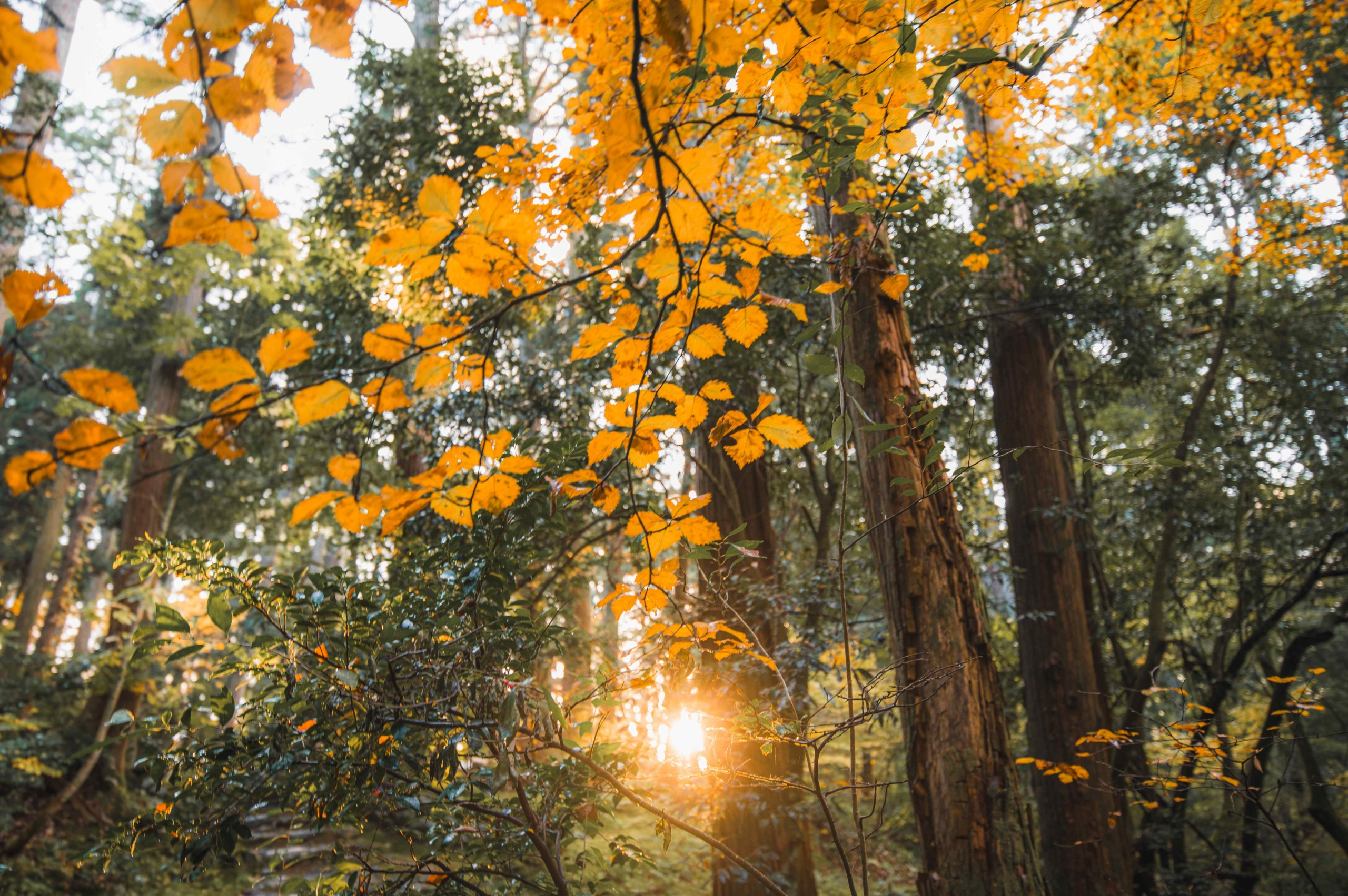 Heisenji Hakusan Jinja - JATW_-9
