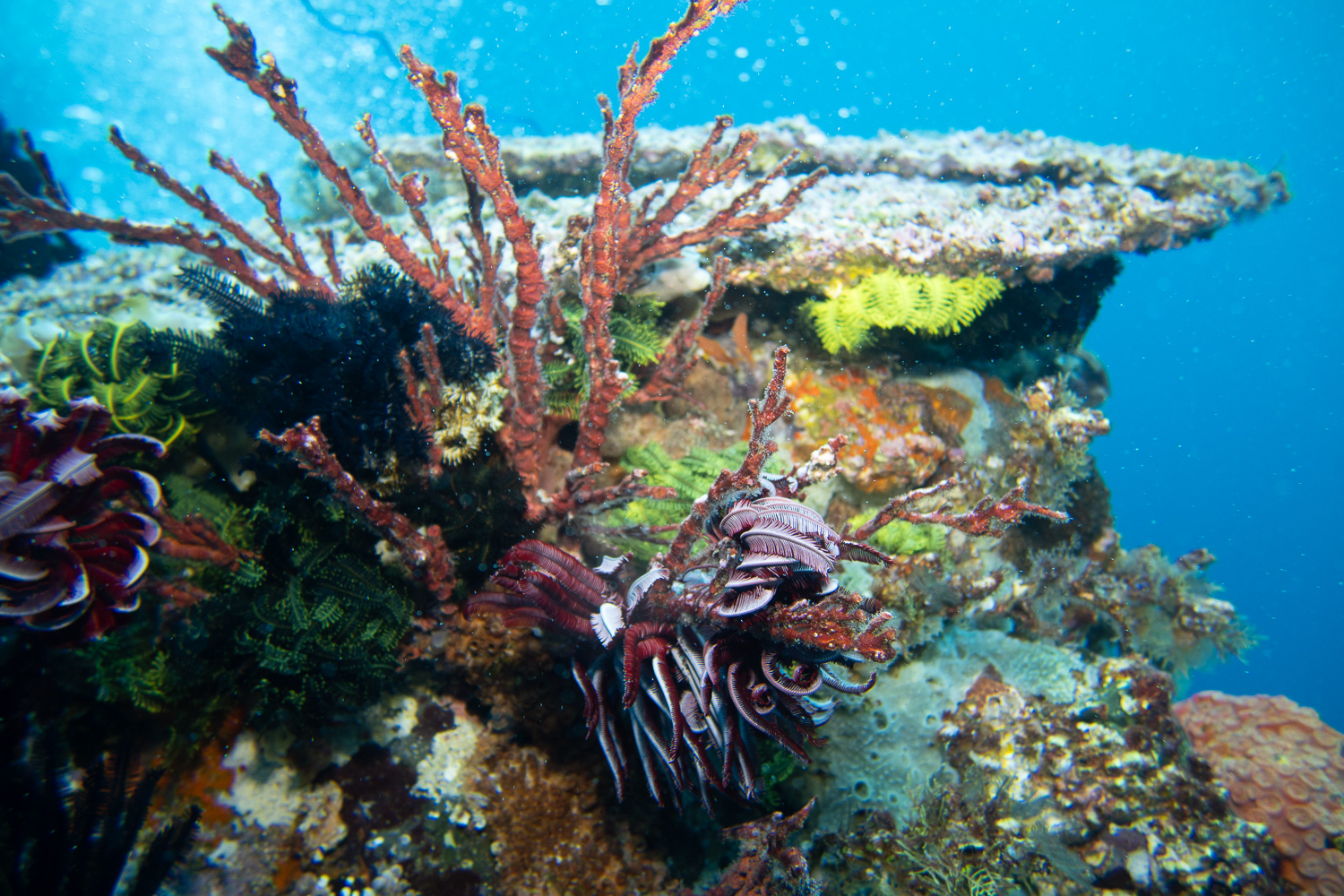 Uber Scuba Komodo Liveaboard Review