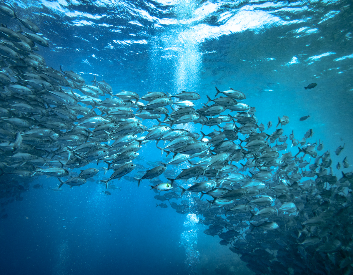 Seaventures Dive Rig Sipidan Mabul Scuba Diving Review