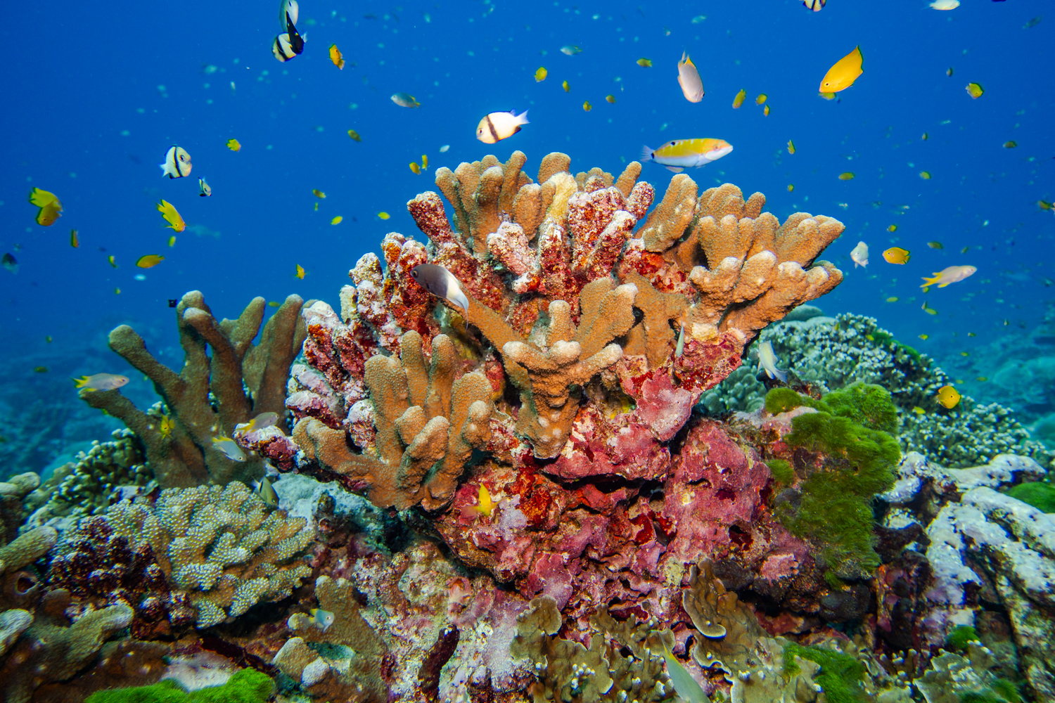 Similan Islands Marco Polo Liveaboard Review