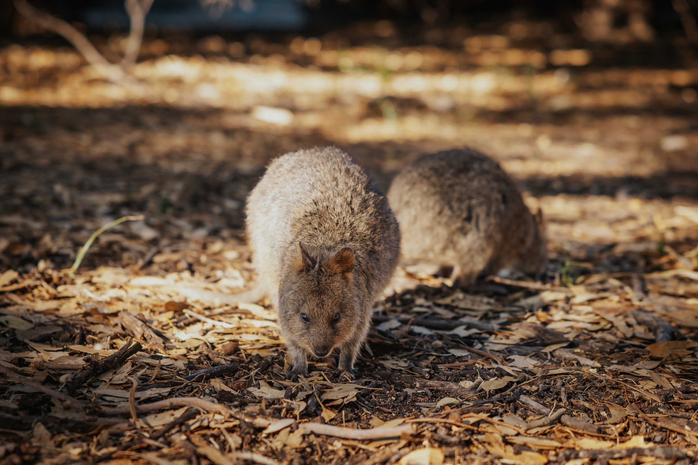 Quokkas