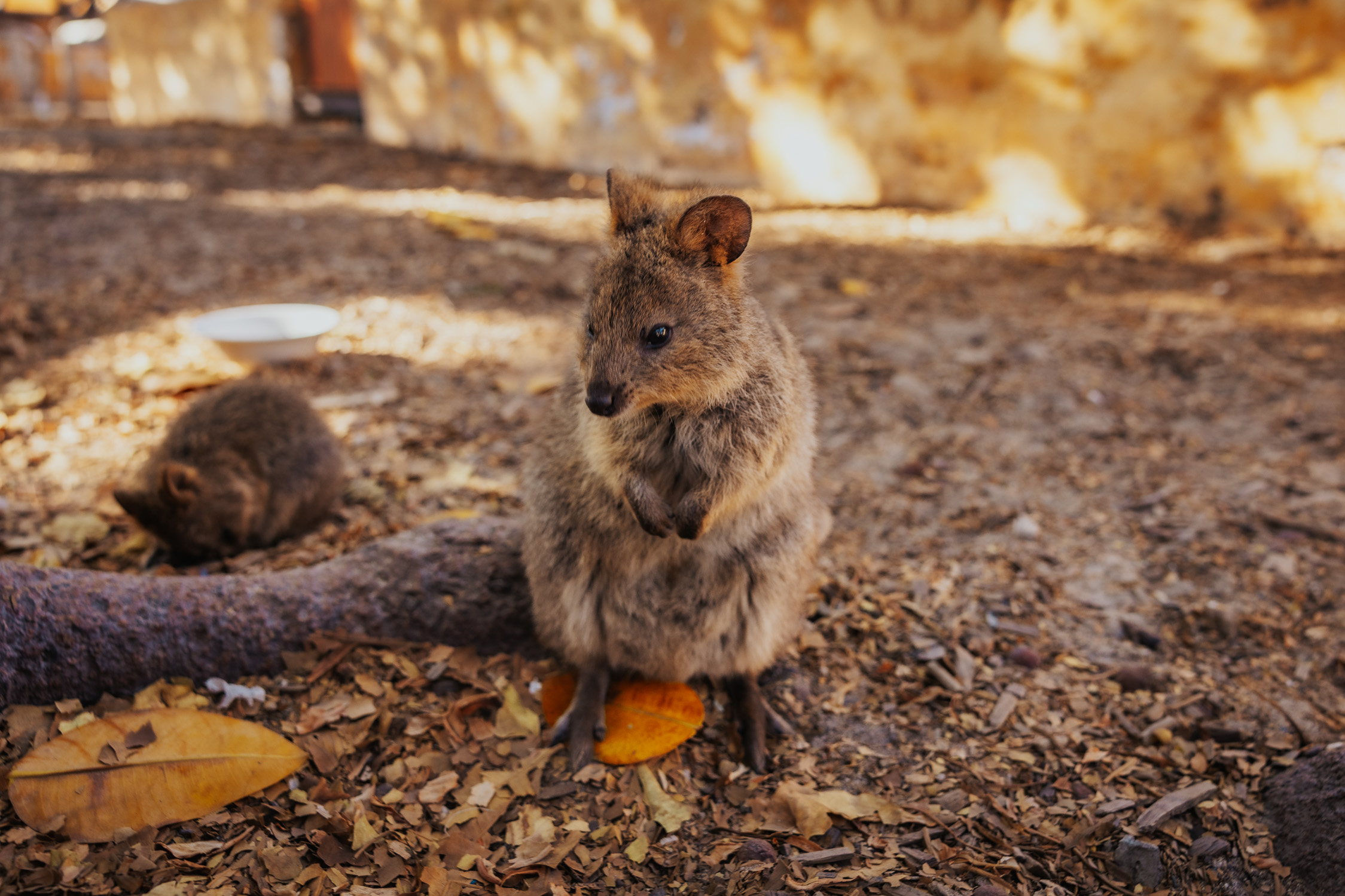 Quokka - Rottnest Island