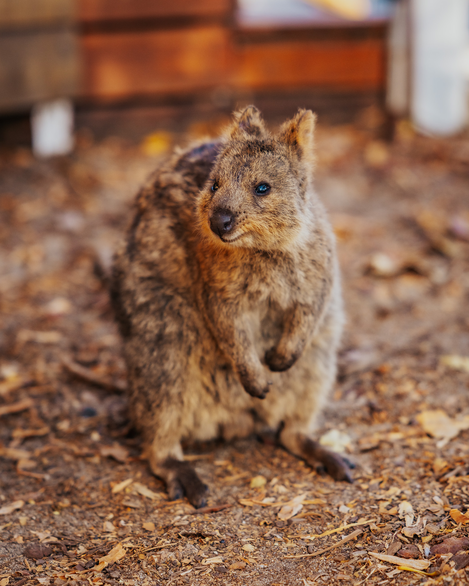 Rottnest Island Quokka