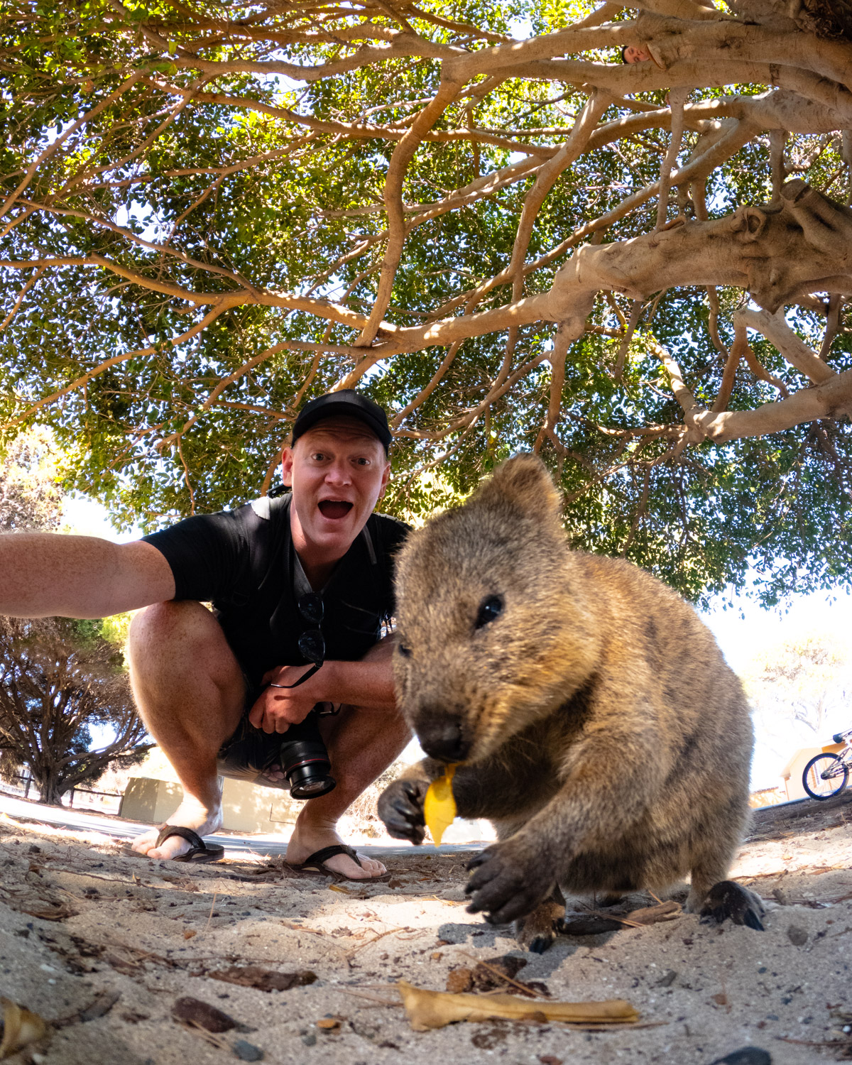 Quokka