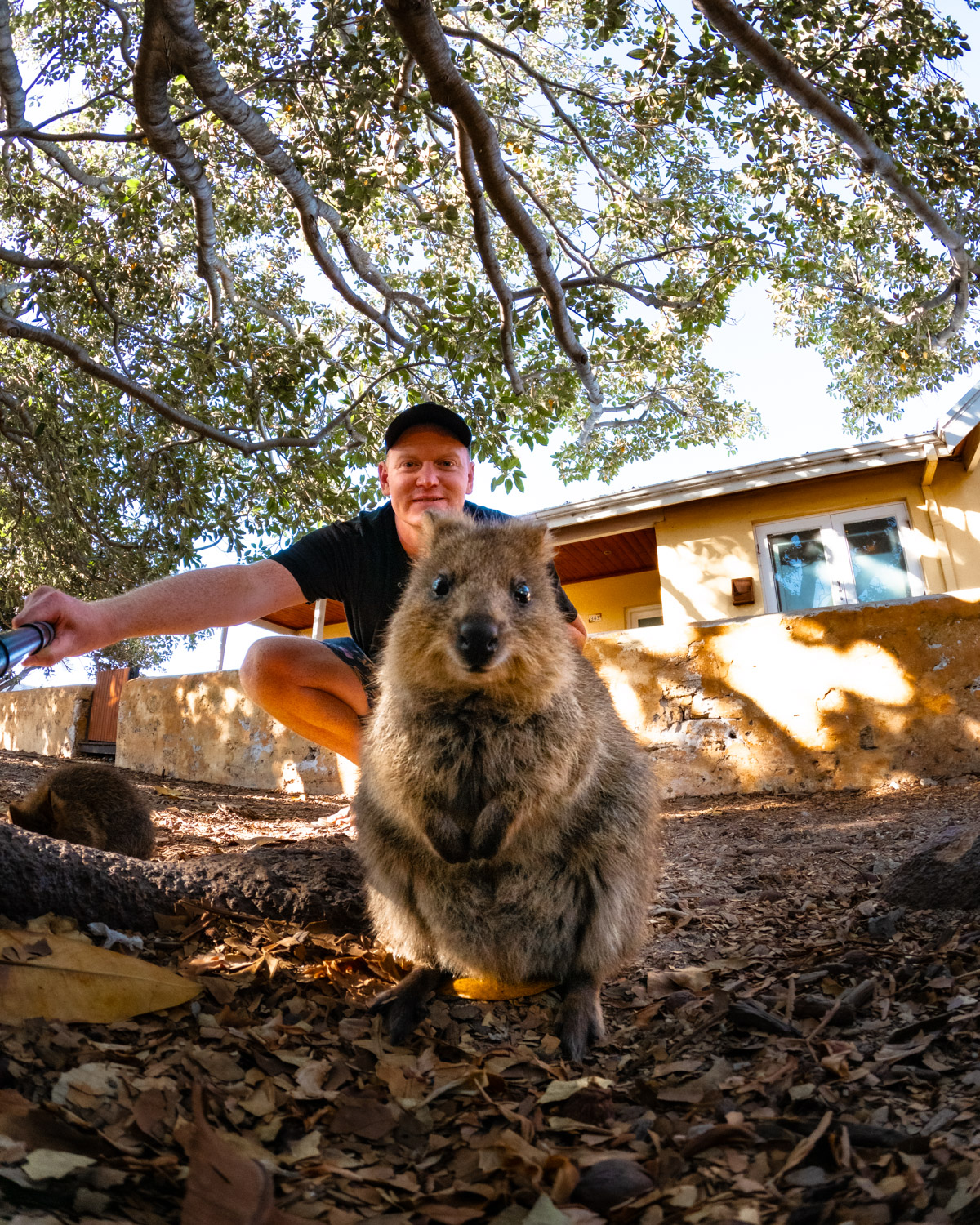 Quokka Rottnest Island